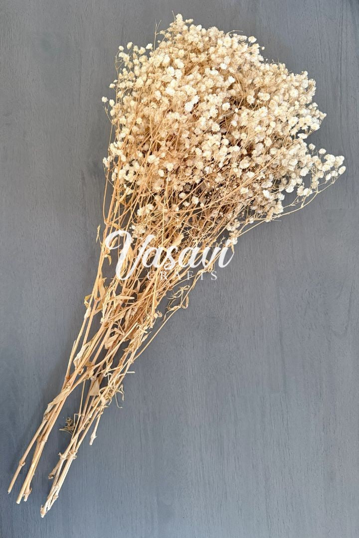 Pack of 20, 30, 50, 100 Baby's Breath Flower Bunches